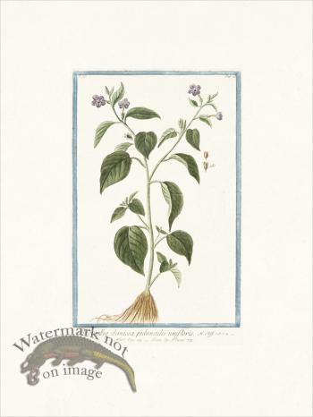 Bonelli 200 Amethyst Flower